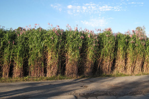 Efficiency Miscanthus