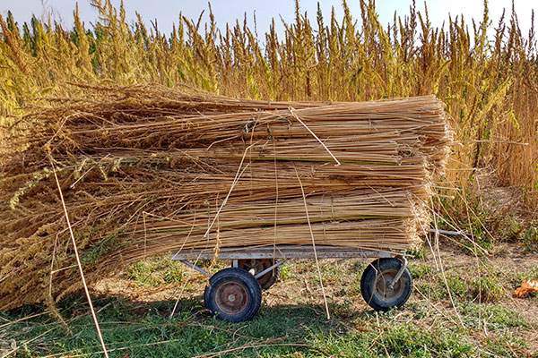 Harvest-Hemp