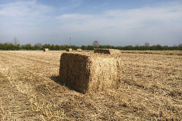 Harvest Bales Miscanthus