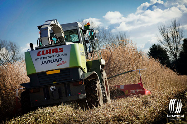 Harvest Chips Miscanthus