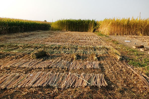 Retting-and-processing Hemp